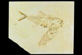 Bargain, Fossil Fish (Diplomystus) - Green River Formation #120490-1